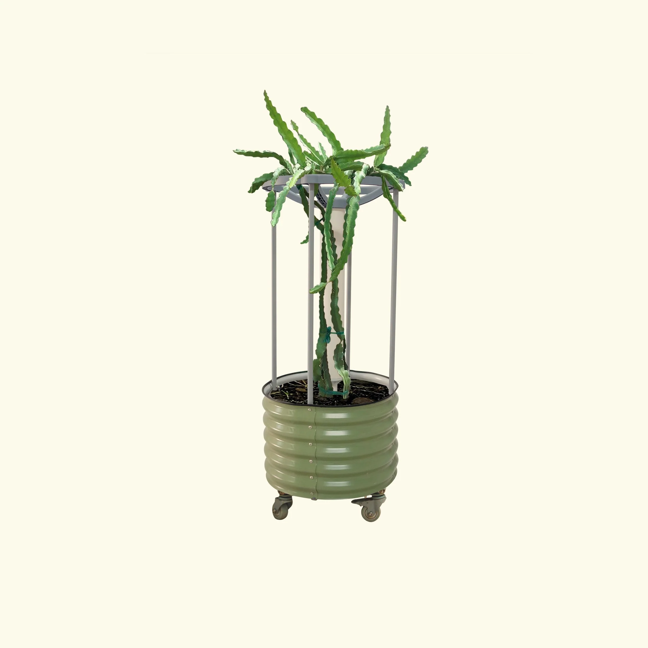 Classic Rolling Dragon Fruit Planter
