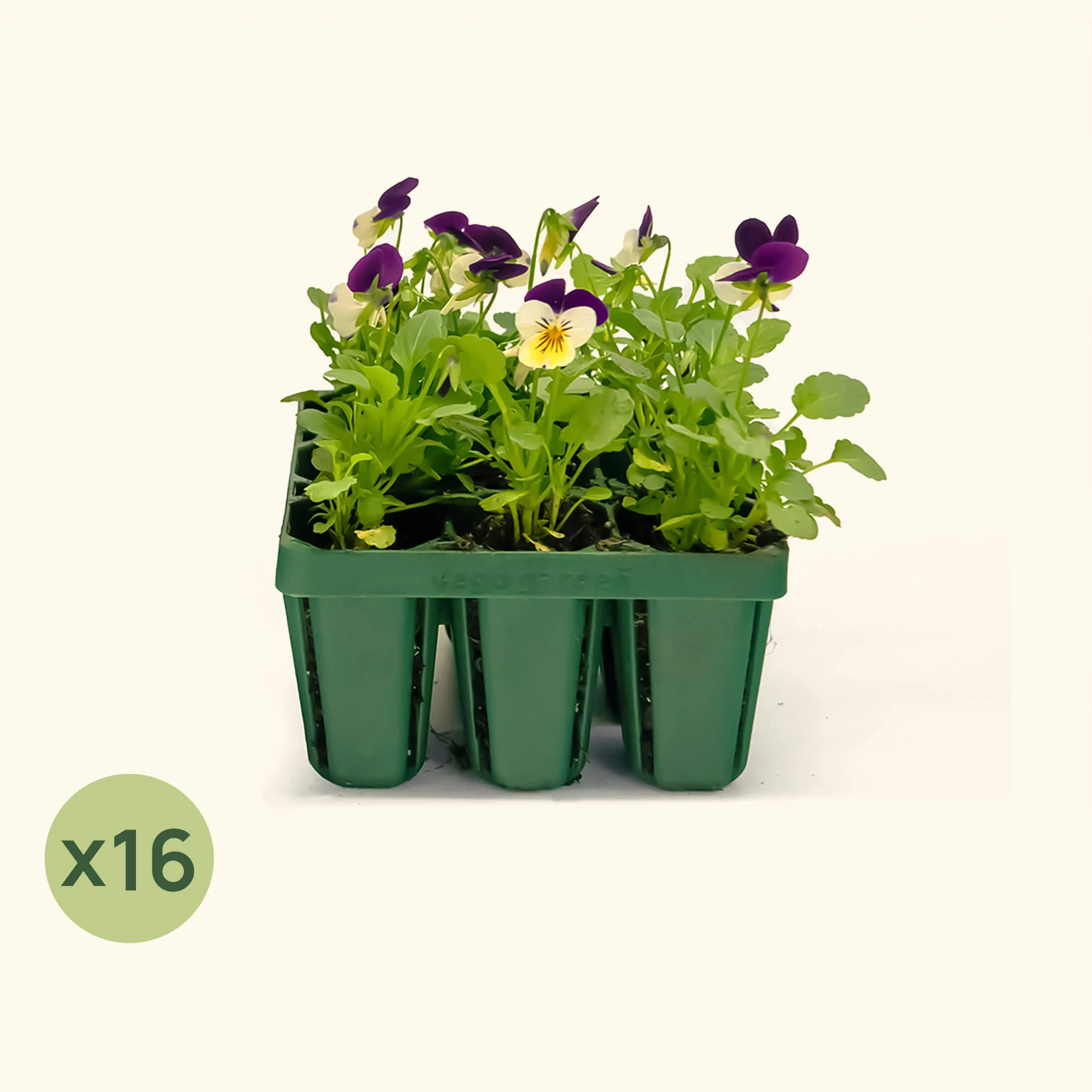 Standard Seedling Tray - 5
