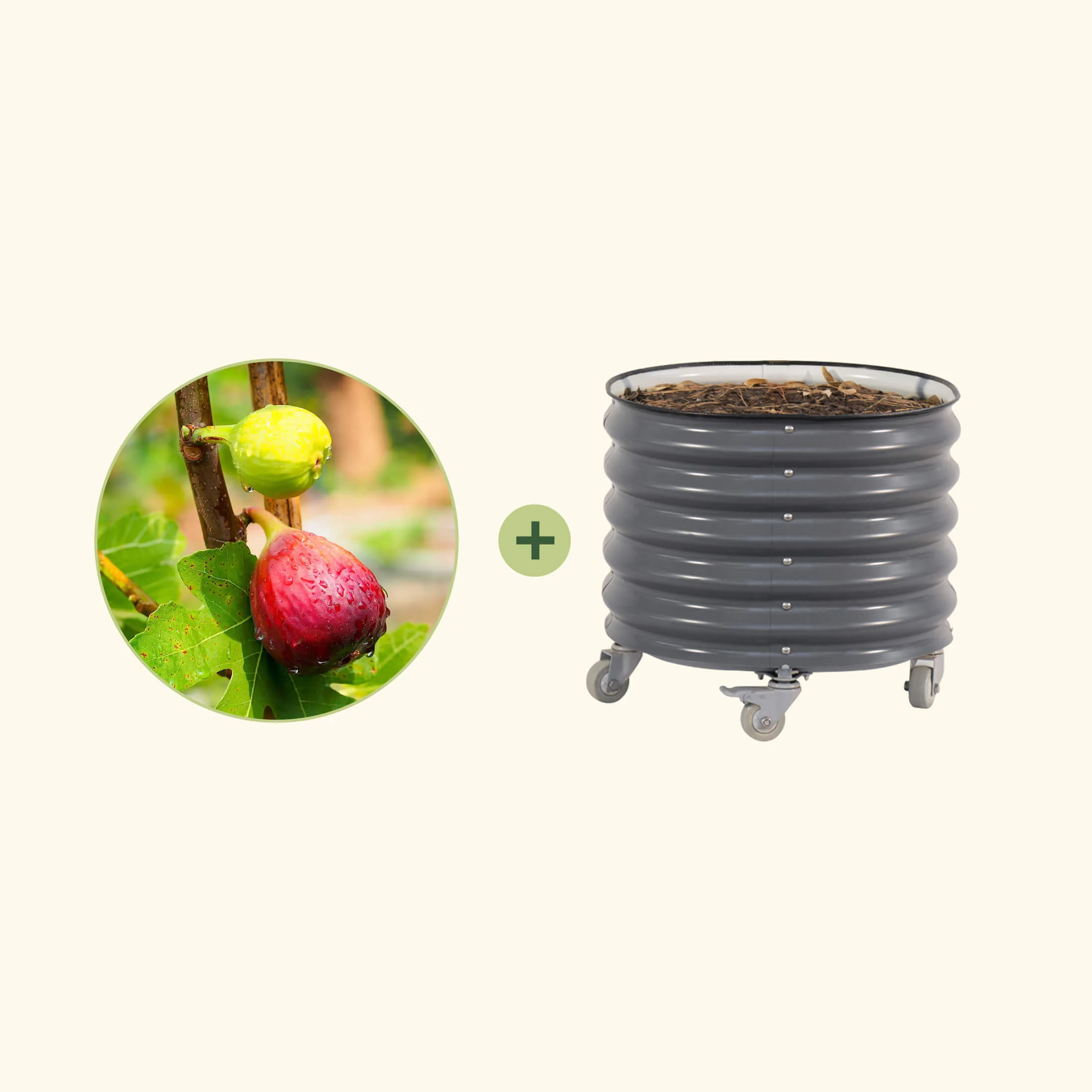 Chicago Hardy Fig Tree with Rolling Planter