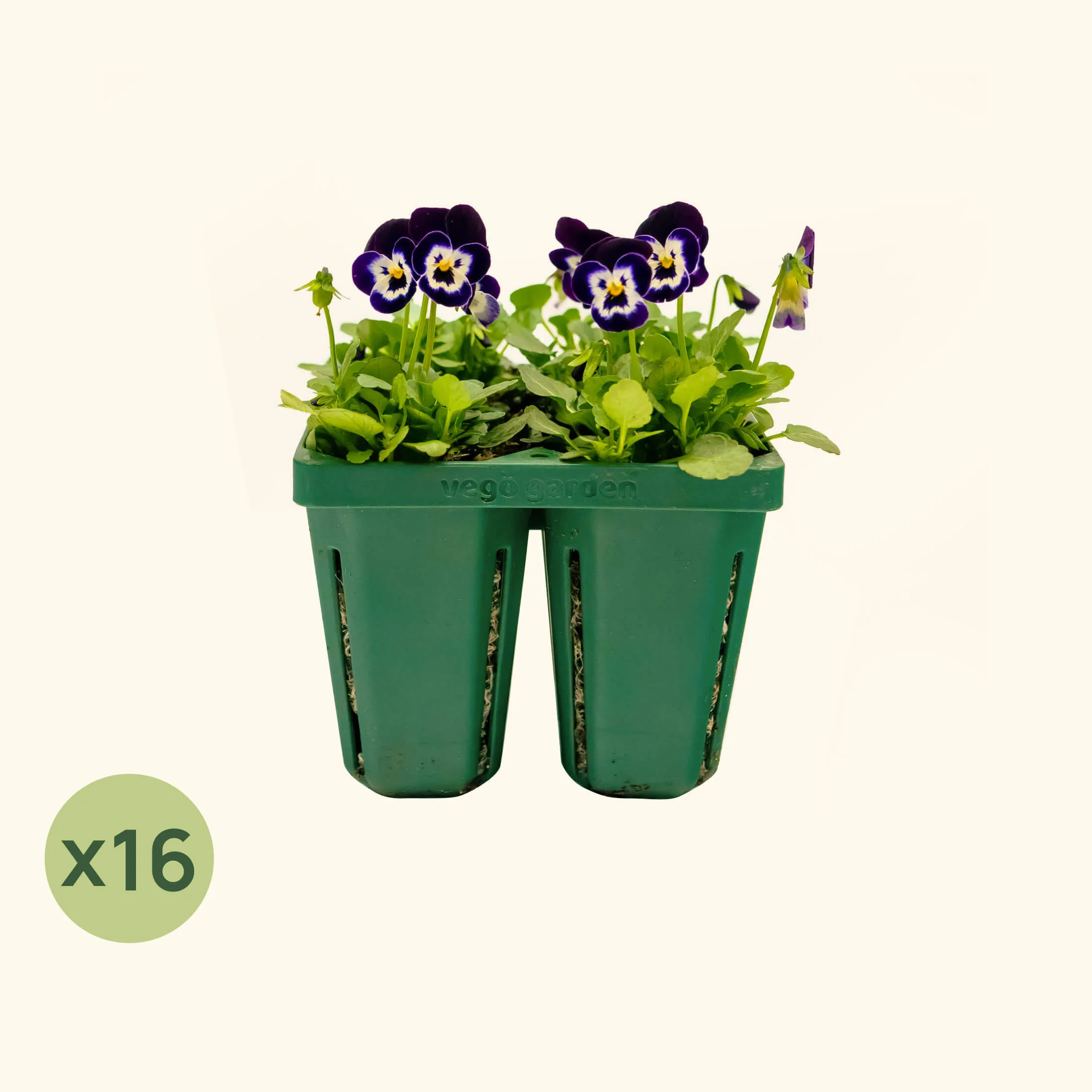 Jumbo Seedling Tray - 5