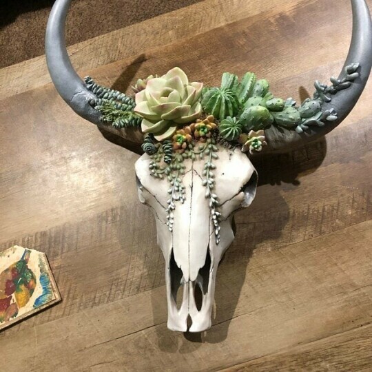 Mother's Day 75% OFF鉂わ笍馃巵 SUCCULENT/FLOWER COW SKULL WALL DECOR NURSERY DECOR