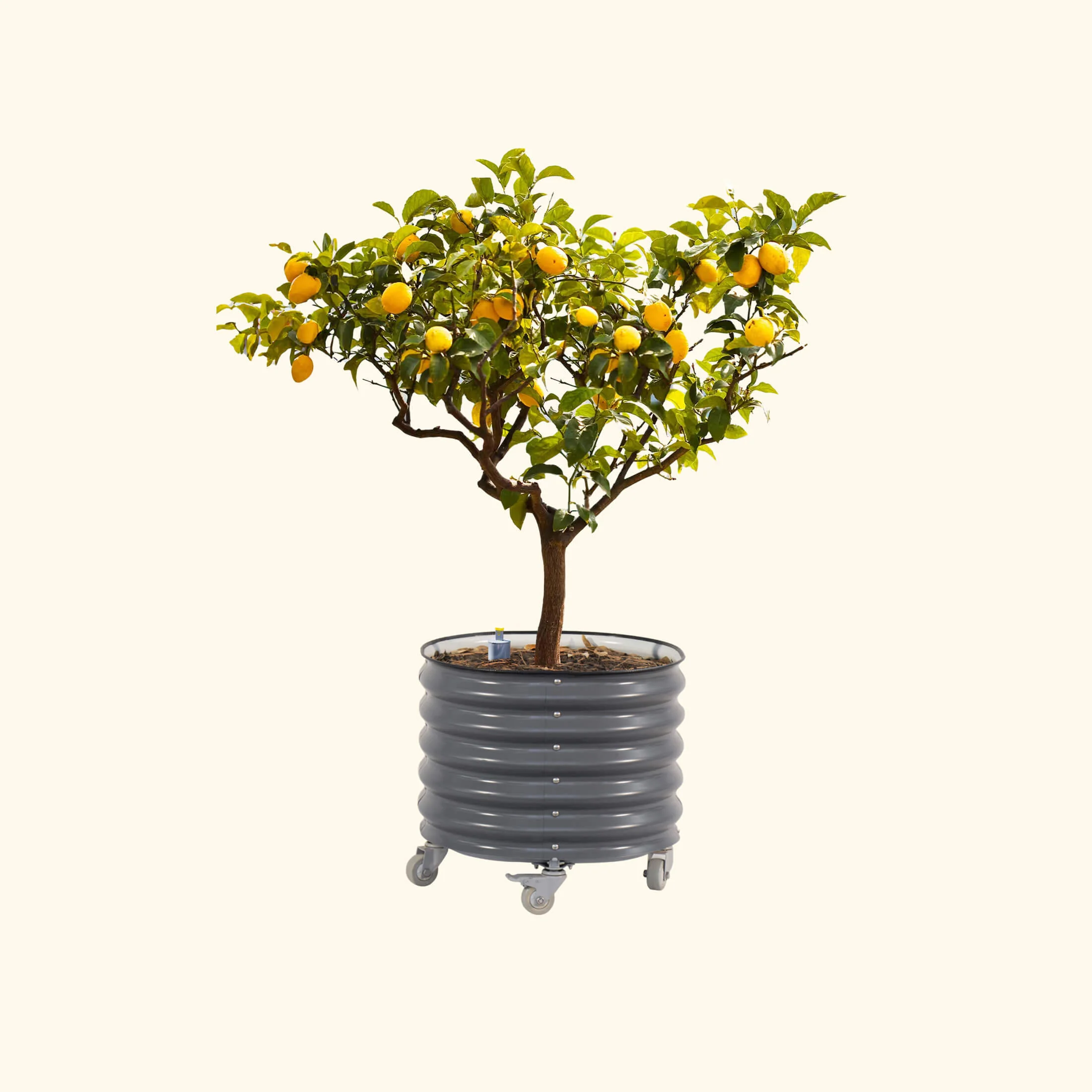 Self-Watering Rolling Citrus Tree Planter - 30 Gallon