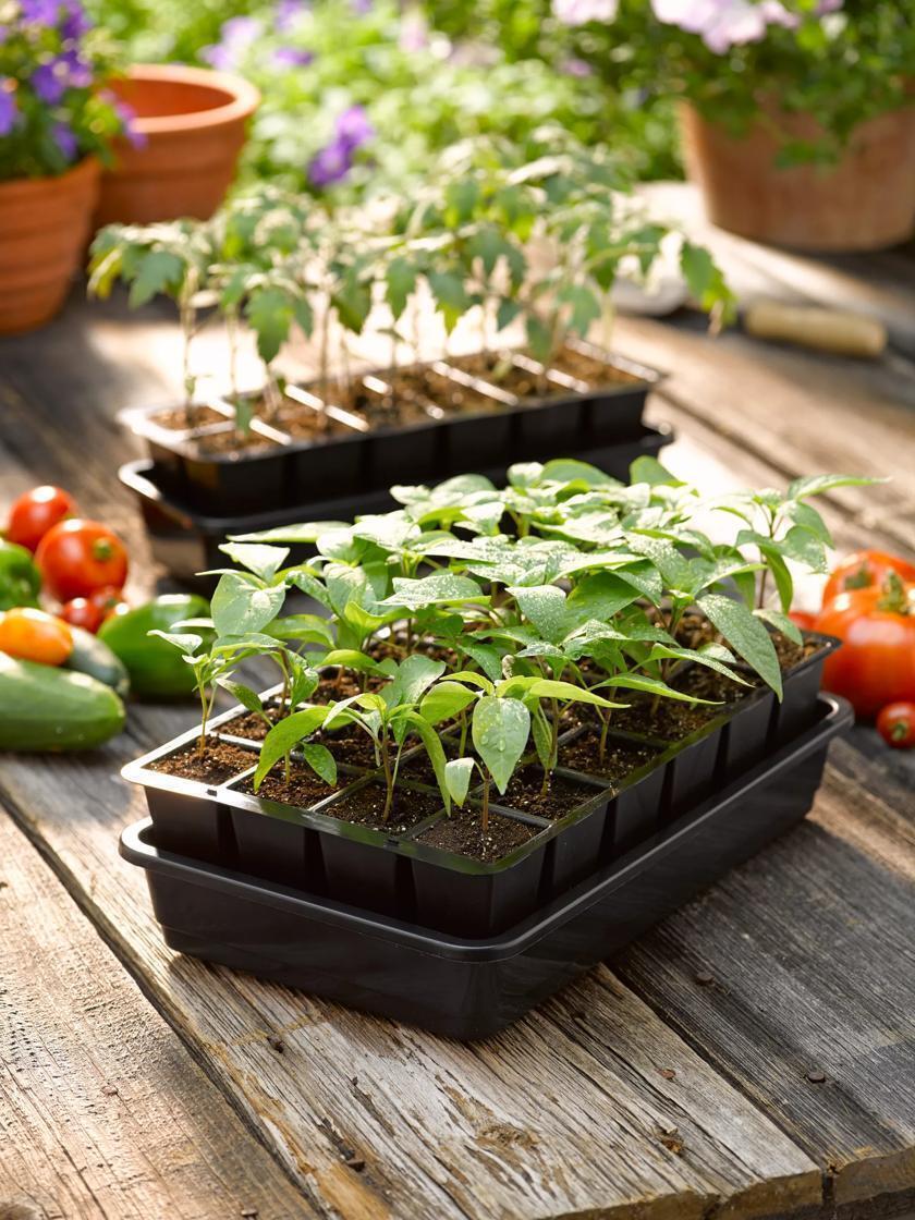 Seed Starter Kit