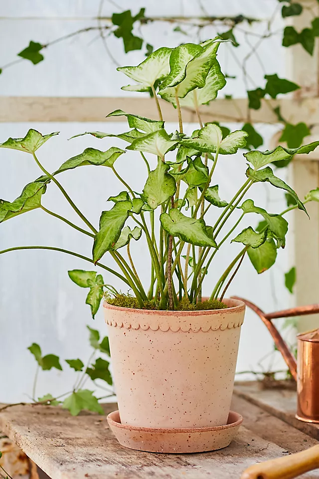 Bergs Helena Terracotta Pot + Saucer Set