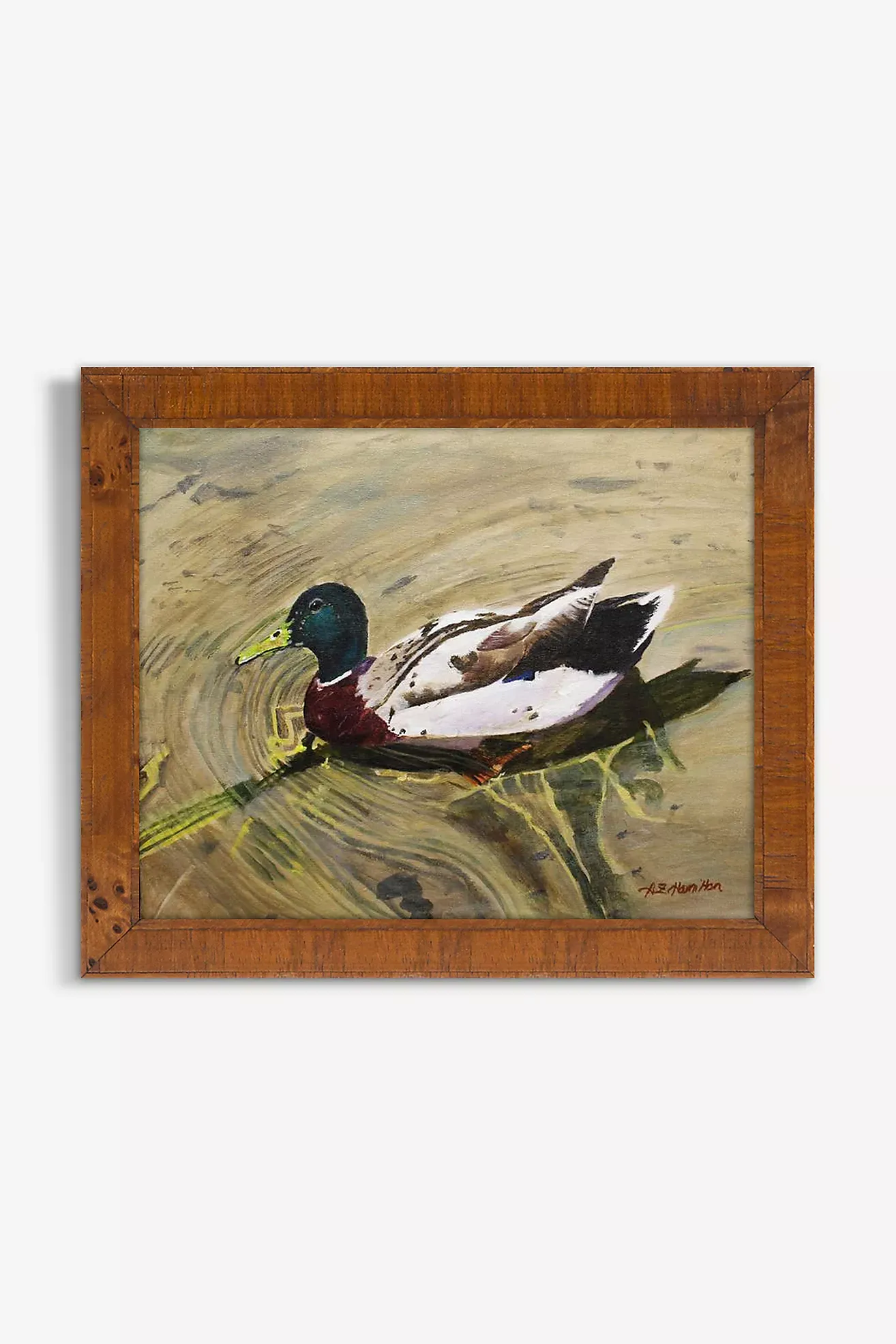 Swimming Mallard Wall Art