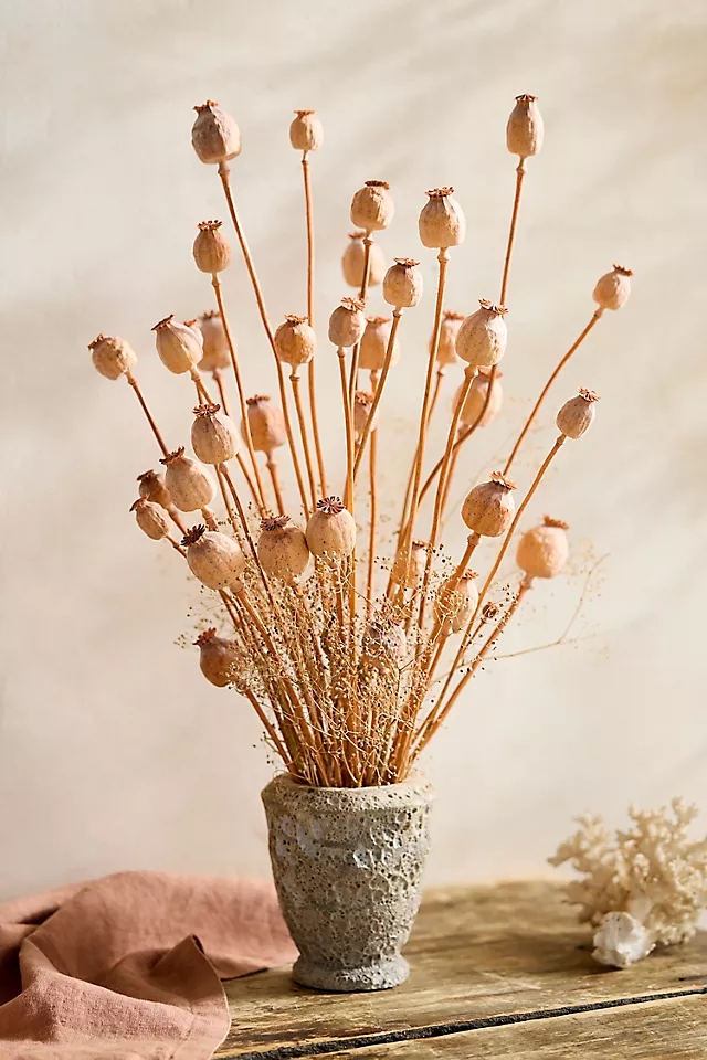 Dried Papaver Bunch